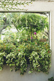 Businessplan Pflanzen- und Gartenbetreuung